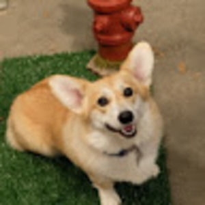 Meet your Posher, Lucy